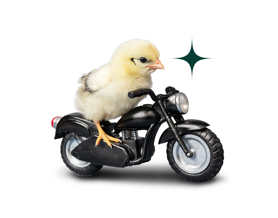 Little duck on a bike