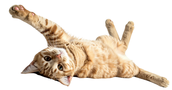 Cat lying down playing