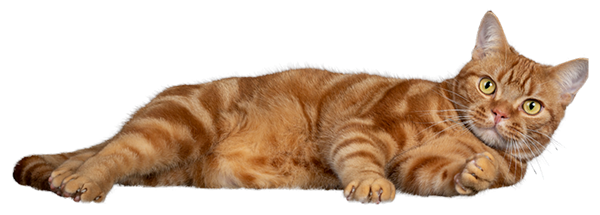 Another cat paw