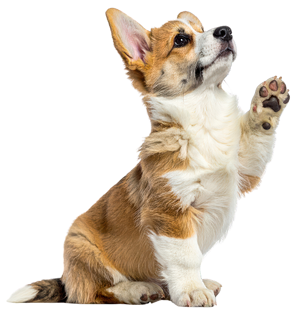A brown and white puppy looking up with one leg up