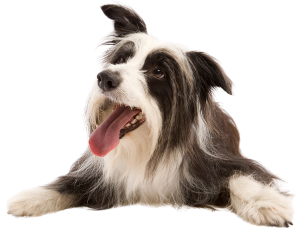 Dog looking up smiling