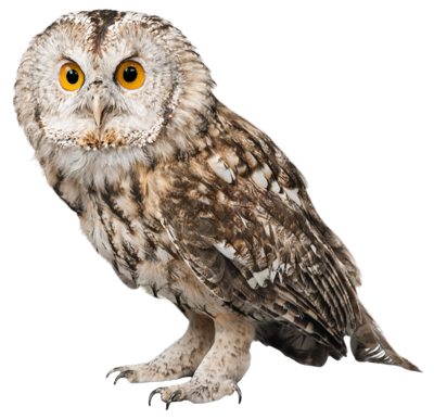 An Owl staring 